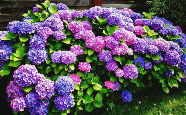 hydrangeas